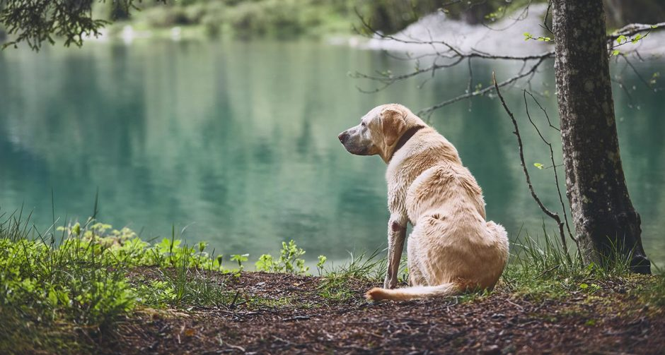 dog staring near lake