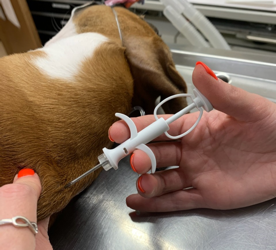 microchip being inserted into dog